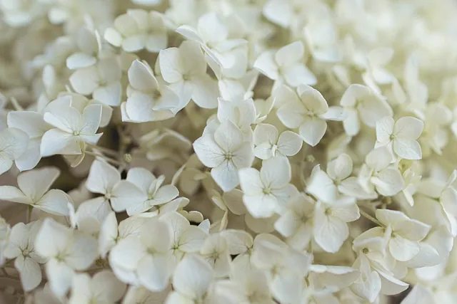 Nærbillede af hvide blomster til kirkepynt.
